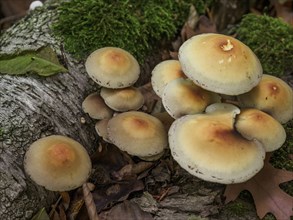 A group of mushrooms growing on a moss-covered tree trunk in the forest with autumn leaves in the