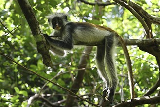 Zanzibar red colobus (Piliocolobus kirkii) resting on a tree, Jozani Forest, Zanzibar, Tanzania,