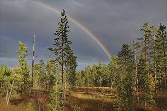 Landscape with a rainbow over a forest, partly cloudy sky, autumn, Inari, Lapland, Finland, Europe