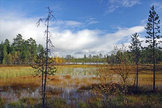 Autumn landscape with a marshland surrounded by trees under a cloudy sky, Inari, Finland, Europe