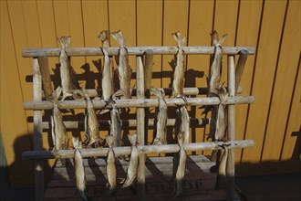 Wooden rack with dried fish hanging in front of a yellow wall in sunlight, stockfish, winter,