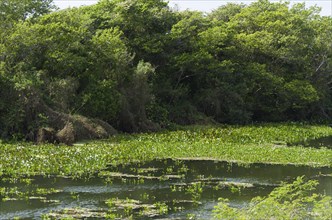 Beautiful image of the Brazilian wetland, region rich in fauna and flora