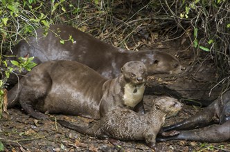 Family of fish otters in the Brazilian Pantanal