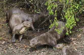 Family of fish otters in the Brazilian Pantanal