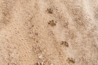 Footprints of Onca Pintada, Jaguar (Panthera onca) in the Brazilian Pantanal