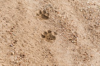 Footprints of Onca Pintada, Jaguar (Panthera onca) in the Brazilian Pantanal