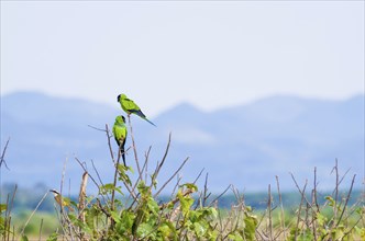 Beautiful birds Prince-Black Parakeets or Nanday Parakeet (Aratinga nenday) in a tree in the