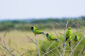 Beautiful birds Prince-Black Parakeets or Nanday Parakeet (Aratinga nenday) in a tree in the