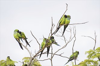 Beautiful birds Prince-Black Parakeets or Nanday Parakeet (Aratinga nenday) in a tree in the