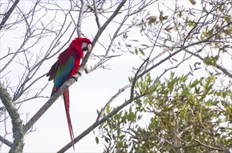 Beautiful red macaw in the Brazilian wetland