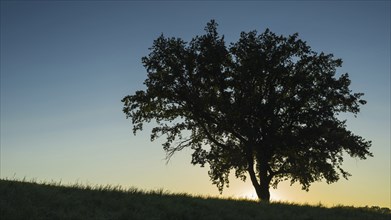 Old English oak (Quercus robur), Swabian Alb, Baden-Württemberg, Germany, Europe