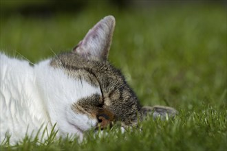 Snoozing and contented domestic cat (Felis catus), Blaustein, Baden-Württemberg, Germany, Europe