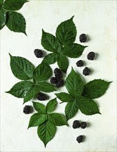 Fresh blackberries, with foliage, top view, on a light background, no people