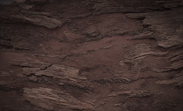 Background, walnut bark, wood texture, Horizontal, close-up, Rustic