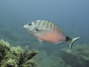 A sharpshout seabream (Diplodus puntazzo) swims in blue water near a reef. Dive site Marine reserve