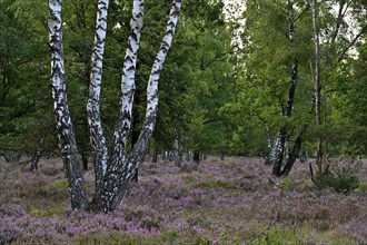 Birch trees (Betula pendula) on a flowering heath (Erica vulgaris), Lüneburg Heath, Lower Saxony,