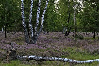 Birch trees (Betula pendula) on a flowering heath (Erica vulgaris), Lüneburg Heath, Lower Saxony,