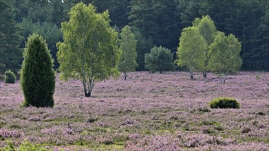 Birch trees (Betula pendula) on a flowering heath (Erica vulgaris), Lüneburg Heath, Lower Saxony,