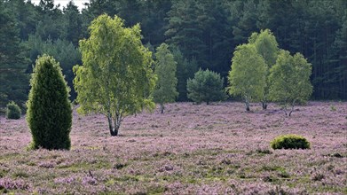 Birch trees (Betula pendula) on a flowering heath (Erica vulgaris), Lüneburg Heath, Lower Saxony,