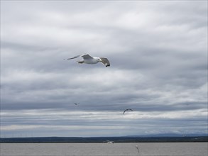 Seagulls flying over Lake Neusiedl, near Mörbisch, Burgenland, Austria, Europe