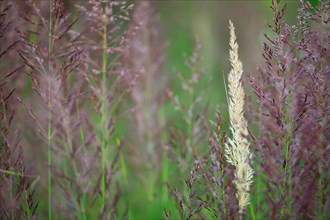 European Marram Grass (Ammophila arenaria), European Pipe Grass (Molinia caerulea), grasses,