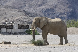 Desert elephant (Loxodonta africana) at a waterhole in the Hoanib dry river, Kaokoveld, Kunene