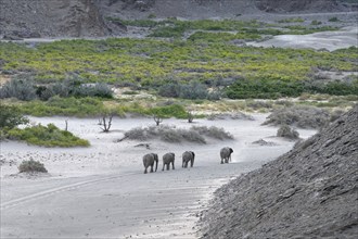 Desert elephants (Loxodonta africana) in the Hoanib dry river, Kaokoveld, Kunene region, Namibia,