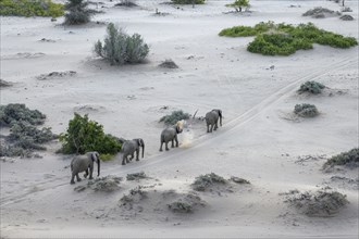 Desert elephants (Loxodonta africana) in the Hoanib dry river, Kaokoveld, Kunene region, Namibia,