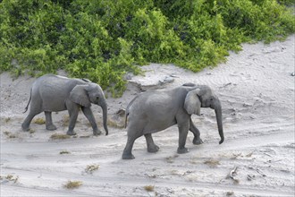 Desert elephants (Loxodonta africana) in the Hoanib dry river, Kaokoveld, Kunene region, Namibia,