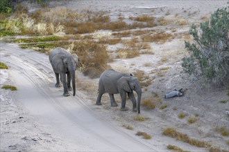 Desert elephants (Loxodonta africana) in the Hoanib dry river, Kaokoveld, Kunene region, Namibia,