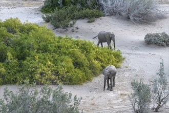 Desert elephants (Loxodonta africana) in the Hoanib dry river, Kaokoveld, Kunene region, Namibia,