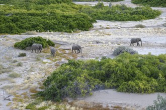 Desert elephants (Loxodonta africana) in the Hoanib dry river, Kaokoveld, Kunene region, Namibia,