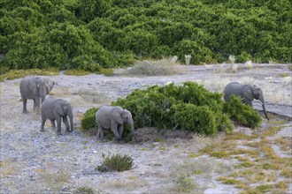 Desert elephants (Loxodonta africana) in the Hoanib dry river, Kaokoveld, Kunene region, Namibia,