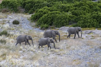 Desert elephants (Loxodonta africana) in the Hoanib dry river, Kaokoveld, Kunene region, Namibia,