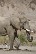 Desert elephant (Loxodonta africana) at a waterhole in the Hoarusib dry river, portrait, Kaokoveld,