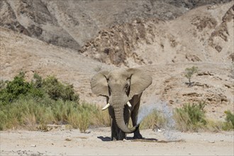 Desert elephant (Loxodonta africana) at a waterhole in the Hoarusib dry river, Kaokoveld, Kunene