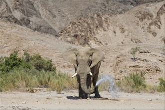 Desert elephant (Loxodonta africana) at a waterhole in the Hoarusib dry river, Kaokoveld, Kunene