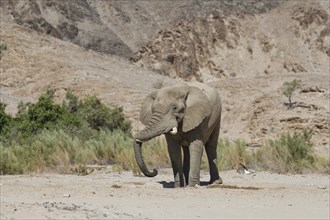 Desert elephant (Loxodonta africana) at a waterhole in the Hoarusib dry river, Kaokoveld, Kunene