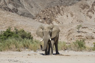 Desert elephant (Loxodonta africana) at a waterhole in the Hoarusib dry river, Kaokoveld, Kunene