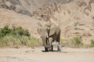 Desert elephant (Loxodonta africana) at a waterhole in the Hoarusib dry river, Kaokoveld, Kunene