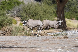 Southern gemsboks (Oryx gazella) in the Hoanib dry river, Kaokoveld, Kunene region, Namibia, Africa