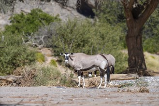 Southern gemsboks (Oryx gazella) in the Hoanib dry river, Kaokoveld, Kunene region, Namibia, Africa