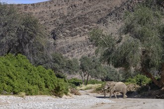 Desert elephant (Loxodonta africana) in the Hoanib dry river, male animal, Kaokoveld, Kunene