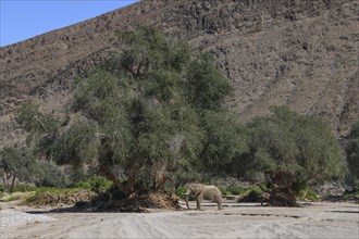 Desert elephant (Loxodonta africana) in the Hoanib dry river, male animal, Kaokoveld, Kunene