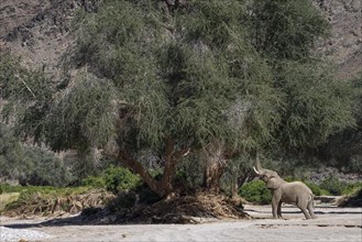 Desert elephant (Loxodonta africana) in the Hoanib dry river, male animal, Kaokoveld, Kunene