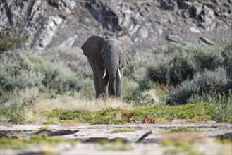 Desert elephant (Loxodonta africana) in the Hoanib dry river, Kaokoveld, Kunene region, Namibia,