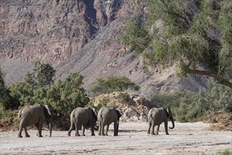 Desert elephants (Loxodonta africana) in the Hoanib dry river, Kaokoveld, Kunene region, Namibia,