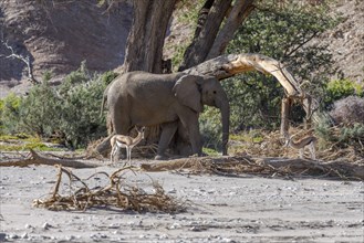 Angola springbok (Antidorcas angolensis) and desert elephants (Loxodonta africana) in the Hoanib