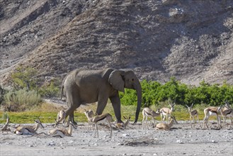 Angolan springbok (Antidorcas angolensis) and desert elephant (Loxodonta africana) in the Hoanib