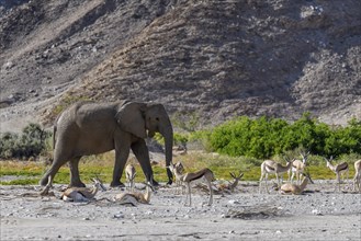 Angolan springbok (Antidorcas angolensis) and desert elephant (Loxodonta africana) in the Hoanib